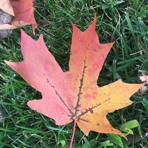 Meet your Posher, Aysha